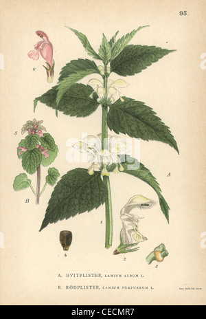 White deadnettle, Lamium album, et violet archange, Lamium purpureum. Banque D'Images