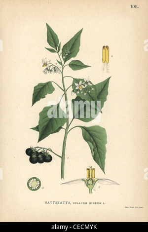 La morelle noire, Solanum nigrum. Banque D'Images