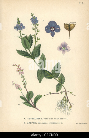 Germander speedwell, Veronica chamaedrys, et véronique commune, Veronica officinalis. Banque D'Images