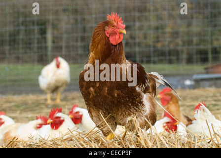 Free Range cockerels Fosse Meadow Farm Leicestershire UK Banque D'Images