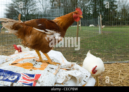 Free Range cockerels Fosse Meadow Farm Leicestershire UK Banque D'Images