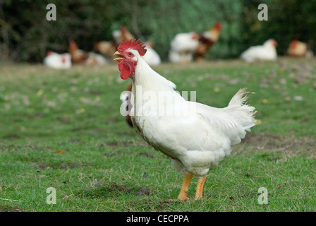 Free Range cockerels Fosse Meadow Farm Leicestershire UK Banque D'Images