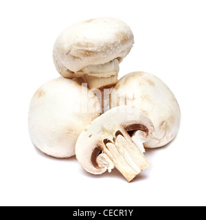 Champignons sur fond blanc Banque D'Images