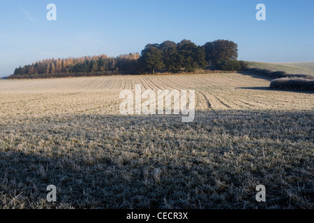 Vue sur les champs avec enduit épais de l'herbe givrée vers un petit bosquet sur un croquant et clair matin d'hiver. Banque D'Images