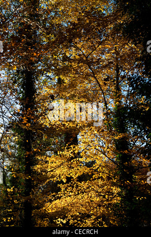 Soleil illumine les couleurs de l'automne Orange feuilles de hêtre Banque D'Images
