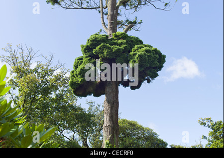 La croissance inhabituelle de la maladie du balai poussant sur sapin de Douglas Banque D'Images