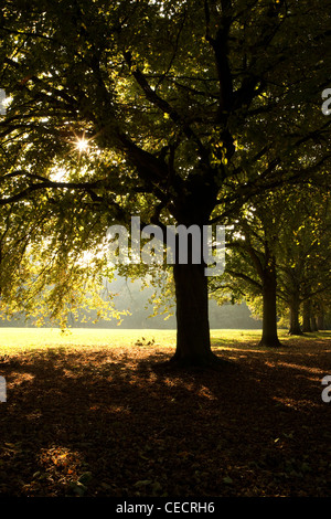 Vue d'une rangée d'arbres par un chemin vers la droite et le soleil traversant les feuilles et branches sur la gauche Banque D'Images