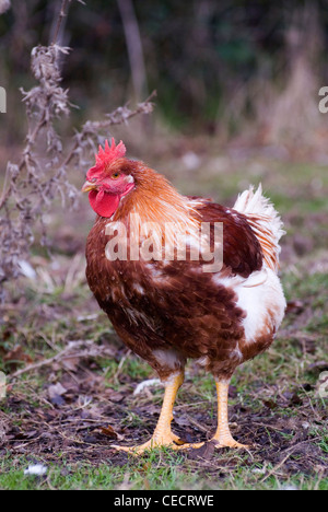 Free Range cockerels Fosse Meadow Farm Leicestershire UK Banque D'Images