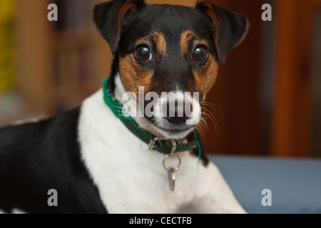 Parsons Jack Russell chien assis à l'arrière du canapé, Tri,couleur posant. Banque D'Images