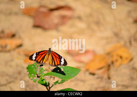 Danaus genutia/Le tigre (Tiger) butterfly commun Banque D'Images