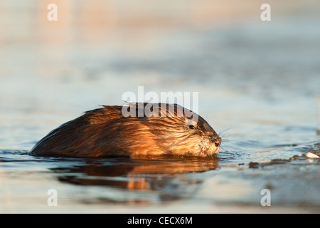 Le rat musqué (Ondatra zibethica) est hors de l'eau sur la glace dans les poutres du coucher de soleil Banque D'Images