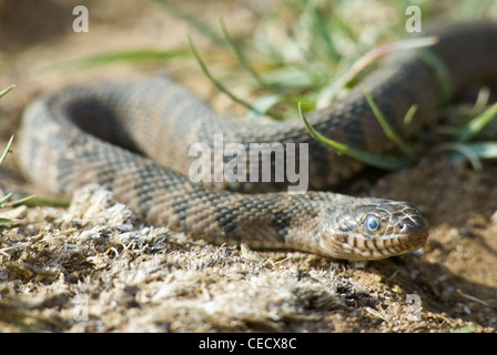 Blotched Serpent d'eau (Nerodia, erythrogaster transversa), Quai county, Nouveau Mexique, USA. Banque D'Images