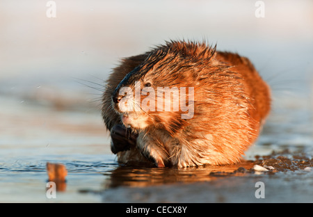 Le rat musqué (Ondatra zibethica) est assis sur un coucher de soleil Banque D'Images