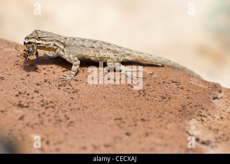 Schott's Tree Lizard, Urosaurus ornatus (schottii), manger un scarabée. Ojito Désert, Sandoval county, Nouveau Mexique, USA. Banque D'Images