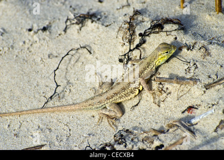 Le nord de Keeled Earless Lizard, (Holbrookia propinqua propinqua), Padre Island National Seashore, Comté de Nueces, Texas, Texas. Banque D'Images