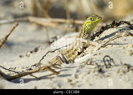 Le nord de Keeled Earless Lizard, (Holbrookia propinqua propinqua), Padre Island National Seashore, Comté de Nueces, Texas, Texas. Banque D'Images