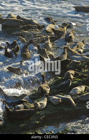 Les phoques communs du Pacifique, (Phoca vitulina richardsi), Carpenteria Bluffs, comté de Santa Barbara, Californie, USA. Banque D'Images