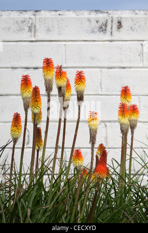 Red Hot poker de plus en jardins en Cornouailles Banque D'Images