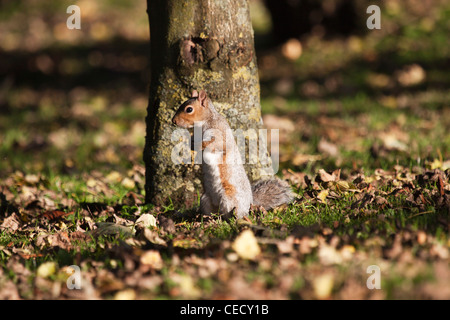 L'écureuil gris dans un parc urbain à l'automne Banque D'Images