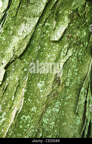 Arbre,arbres,texture,vert,tendance,cortex,background Banque D'Images