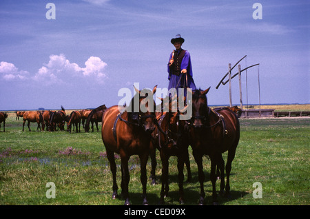 Un berger Csiko monté en tenue traditionnelle debout sur le dos de deux races de chevaux hongrois Nonius dans la vaste plaine hongroise appelée Puszta du parc national Hortobagy près de Debrecen, dans l'est de la Hongrie Banque D'Images