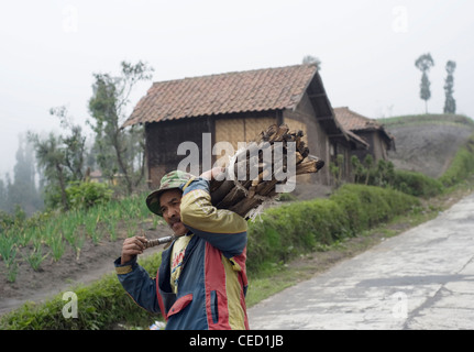 Indonesian Man transporter le bois sur le chemin de sa maison Banque D'Images