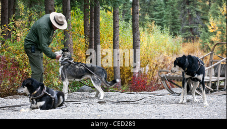 Park ranger en caressant un chien de traîneau. Sled-dog kennels. Denali National Park. De l'Alaska. USA Banque D'Images