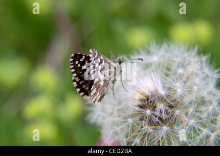 À skipper butterfly reposant sur pappus en Bulgarie Banque D'Images