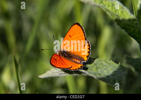 Grand papillon cuivre en Bulgarie Banque D'Images