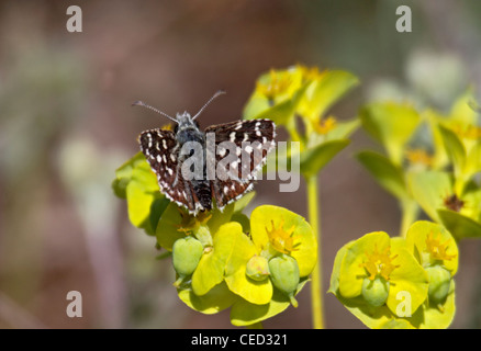 Ailes rouges skipper en Bulgarie Banque D'Images