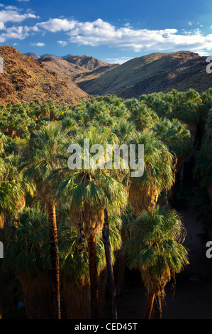 Sommaire des Palm Canyon. Indian Canyons. Palm Springs, Californie. Banque D'Images