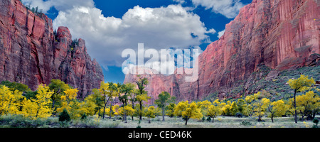 Arbres aux couleurs de l'automne. Zion National Park, Utah. Banque D'Images