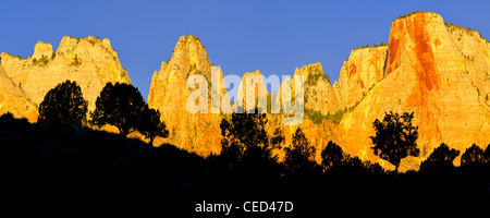 La silhouette des arbres et du Temple et les tours de la Vierge. Zion National Park, Utah Banque D'Images