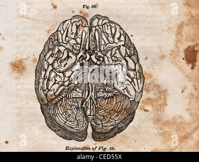 Vintage Illustration médicale : Le cerveau humain Banque D'Images