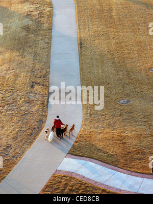 Une femme marche six chiens dans un parc à Kearney, Nebraska, USA Banque D'Images