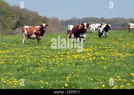 Bovins Ayrshire dans un pré rempli de pissenlits près de Fovant dans le Wiltshire. Banque D'Images