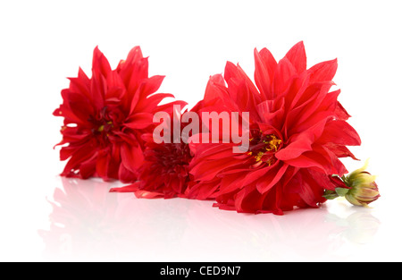 Dahlias rouge isolé sur fond blanc avec la réflexion Banque D'Images