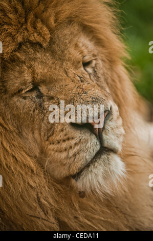 Un vieux lion endormi dans le soleil Banque D'Images