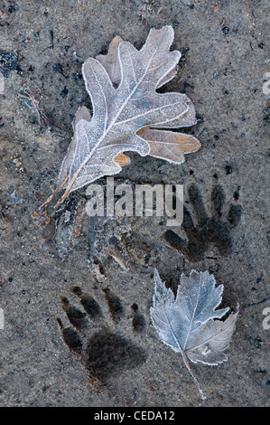 Raccoon Procyon lotor pistes gelées dans la boue, et feuilles couvertes de gel est de l'Amérique du Nord, par Skip Moody/Dembinsky photo Assoc Banque D'Images