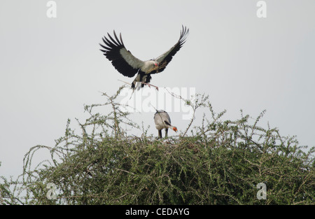 Oiseau secrétaire(Sagittaire serpentarius) amener les matériaux de nidification,pris dans le Masai Mara, Kenya. Banque D'Images