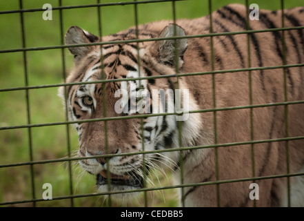 Amur Tiger les cent pas derrière les barreaux Banque D'Images