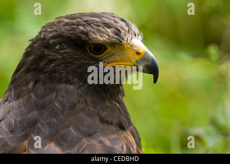 Portrait de Harris, hawk hawk poussiéreux, Bay-winged hawk ou Parabuteo unicinctus côté en vue de l'angle horizontal de l'image - Banque D'Images