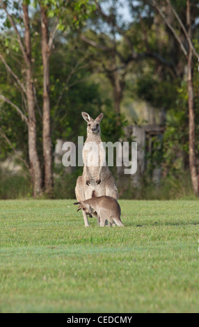 Kangourou gris de l'Est de l'Australie sur l'herbe avec Joey Banque D'Images