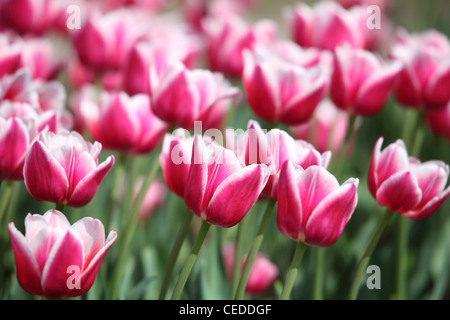 Tulipes rouge-blanc gros plan Banque D'Images