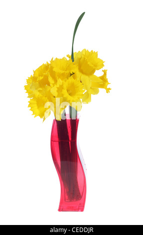 Jonquilles jaune dans le vase rouge Banque D'Images