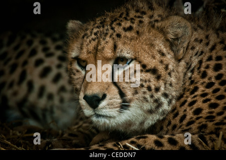 Cheetah head shot Banque D'Images