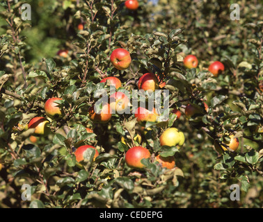 Des pommes mûres sur l'arbre en verger, Kent, Angleterre, Royaume-Uni Banque D'Images