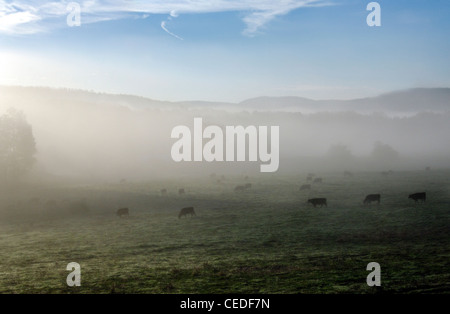 Les bovins ou vaches qui paissent dans un grand champ avec du brouillard Banque D'Images