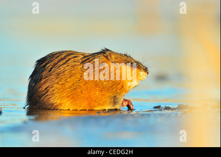 Le rat musqué (Ondatra zibethica) est assis sur un coucher de soleil Banque D'Images