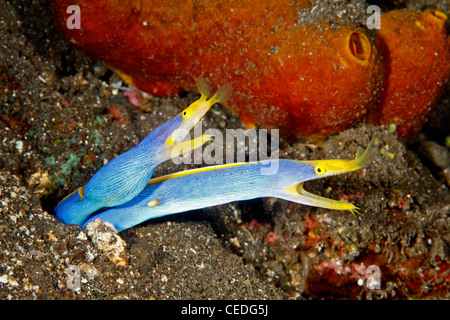 Ruban bleu deux anguilles, Rhinomuraena quaesita, partageant le même terrier. Tulamben, Bali, Indonésie. La mer de Bali, de l'Océan Indien Banque D'Images